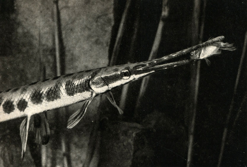   (Lepisosteus osseus)
