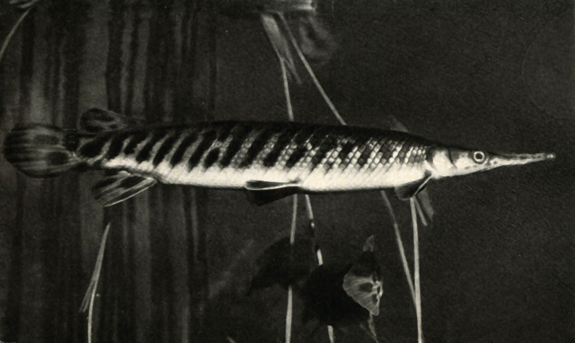   Lepisosteus platostomus