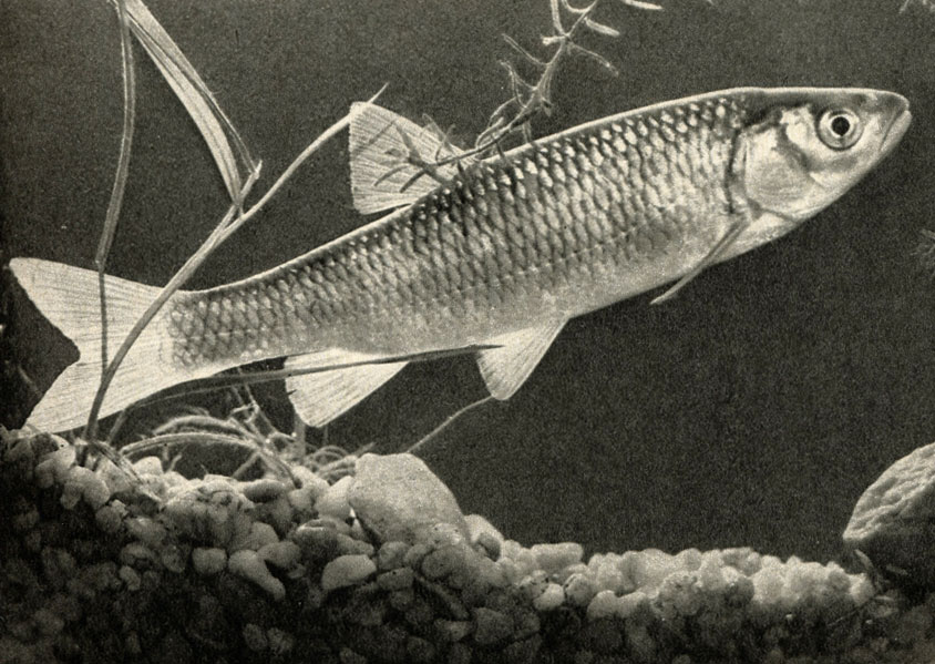 (Squalius = Leuciscus cephalus)