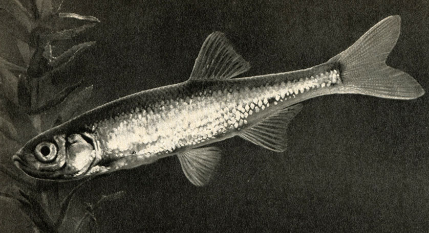   (Leucaspius delineatus)