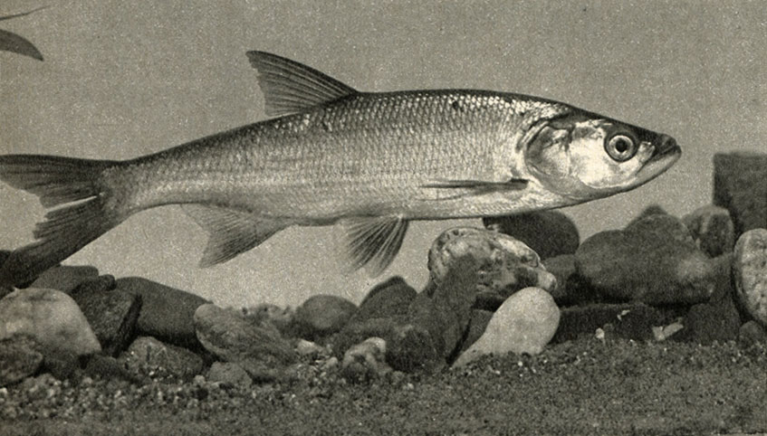  ,   (Aspius aspius)