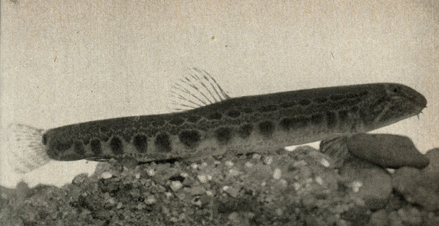   (Cobitis taenia)
