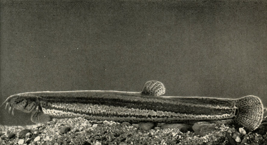  (Misgurnus fossilis)