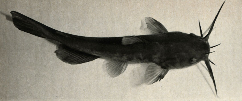   (Ameiurus nebulosus)