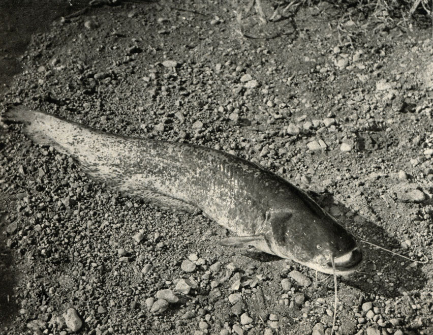 ,    (Silurus giants)