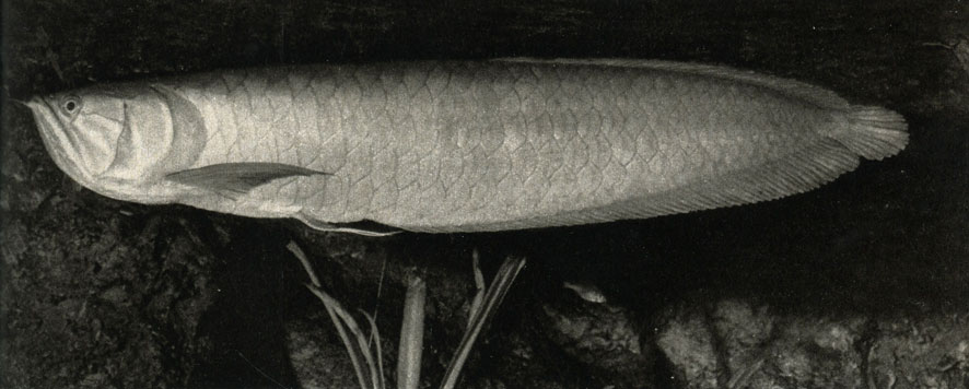  (Osteoglossum bicirrhosuni)