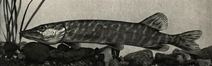   (Esox lucius)