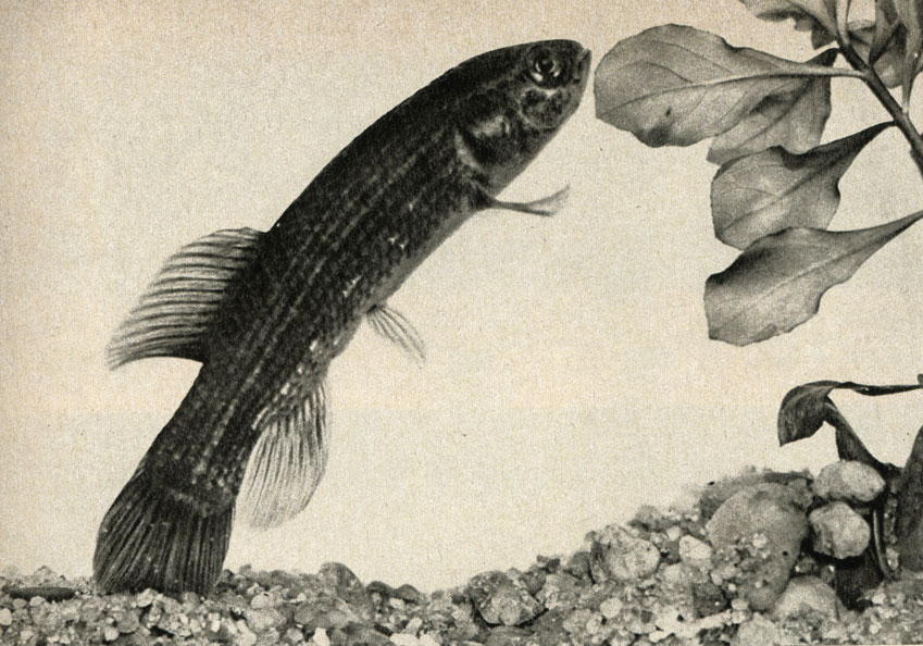  (Umbra krameri)