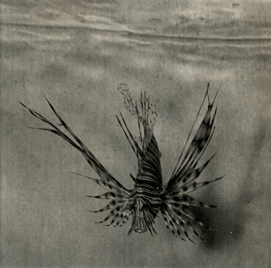  ,  - (Pterois volitans)