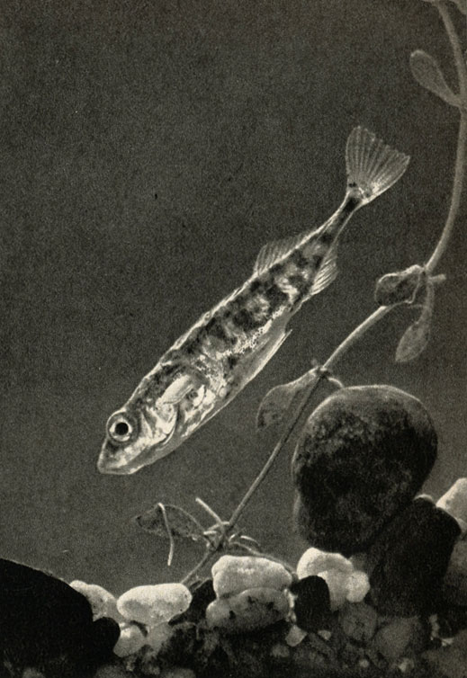   (Gasterosteus aculeatus)