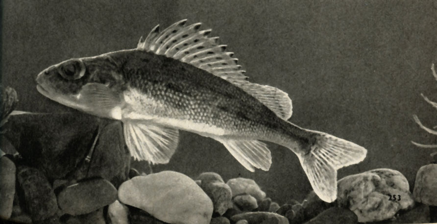   (Acerina rnu)