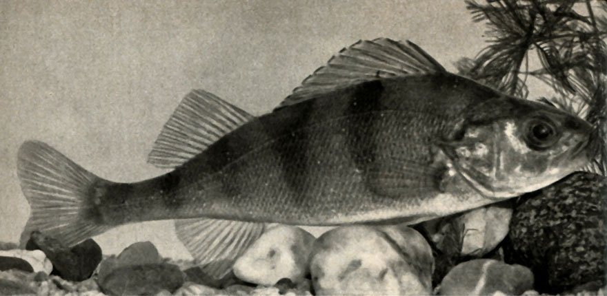   (Perca fluviatilis)