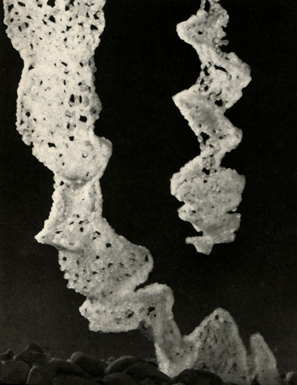   (Perca fluviatilis)  ,        