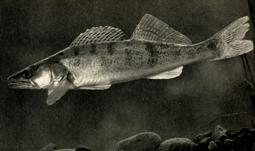   (Lucioperca lucioperca)