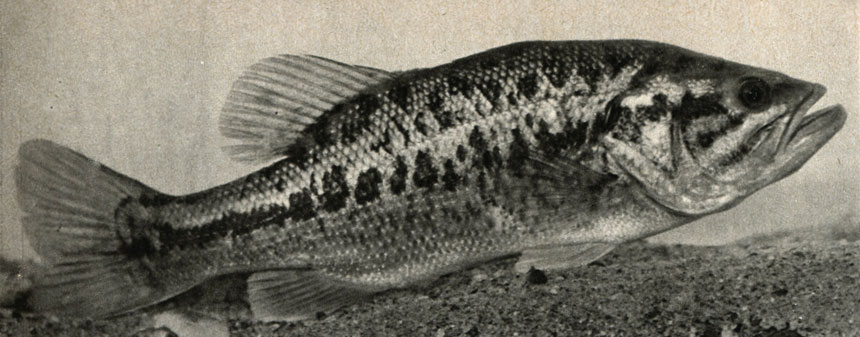    (Micropterus salmoides)