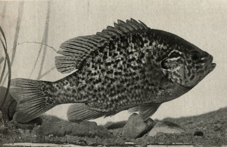   (Lepomis gibbosus)
