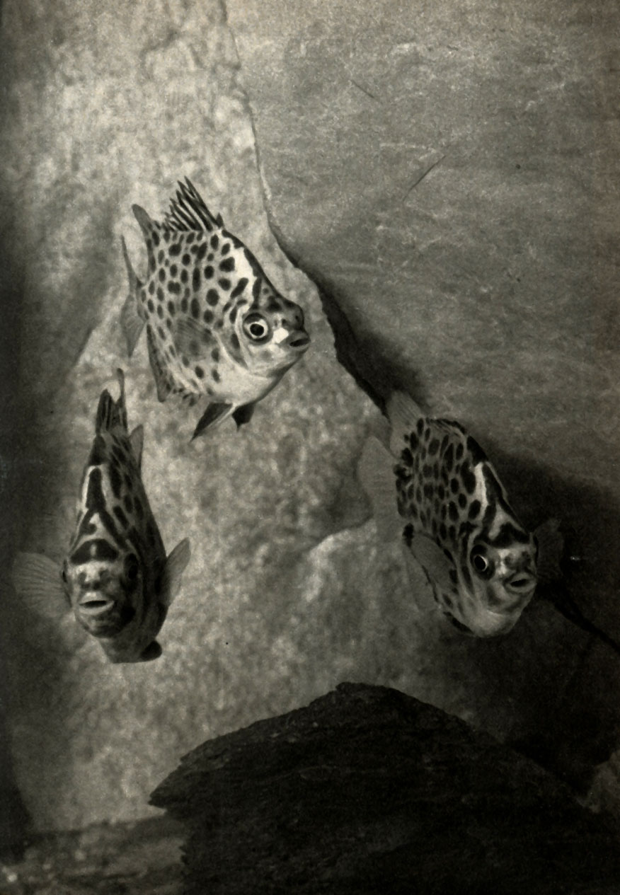  (Scatophagus argus)