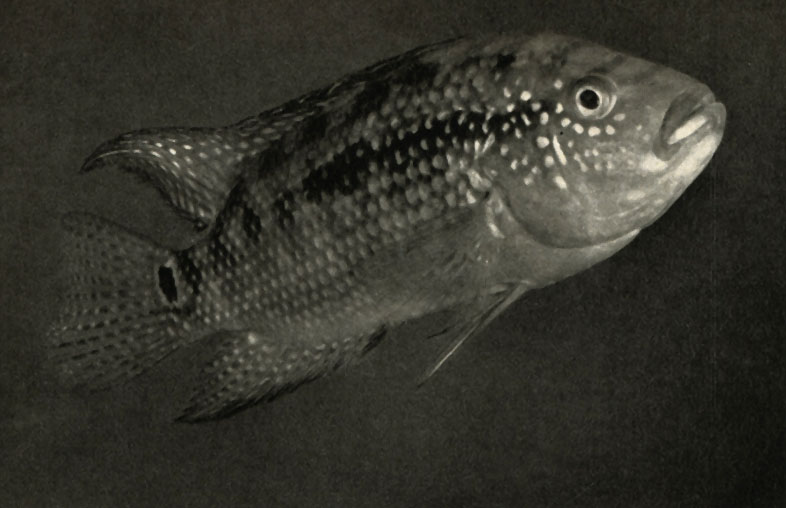   (Cichlasoma biocellatum)