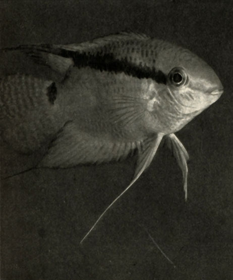   (Cichlasoma festivurri)