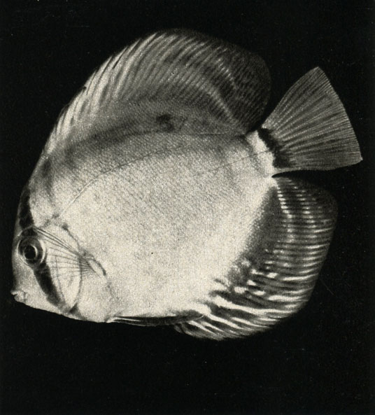  (Symphysodon discus)