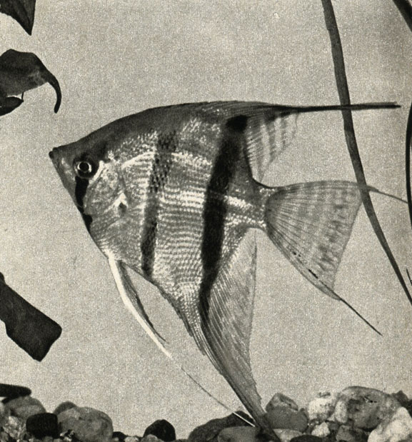  (Pterophyllum eimekei)