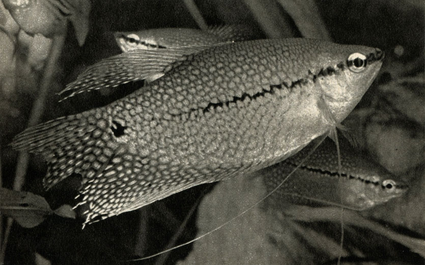   (Trichogaster leeri)