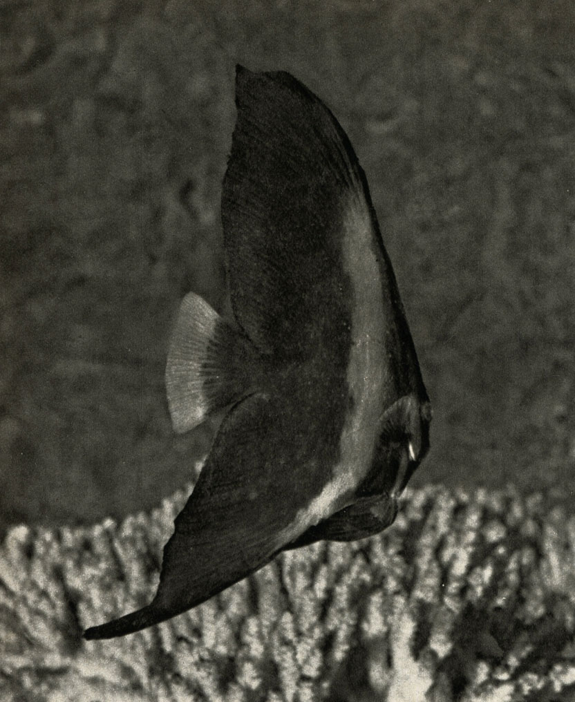  (Platax orbicularis)