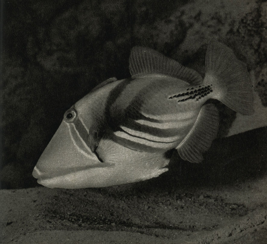  (Batistes aculeatus)