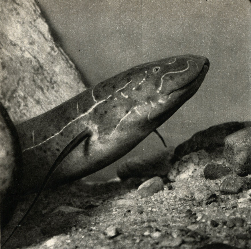      (Protopterus dolloi)
