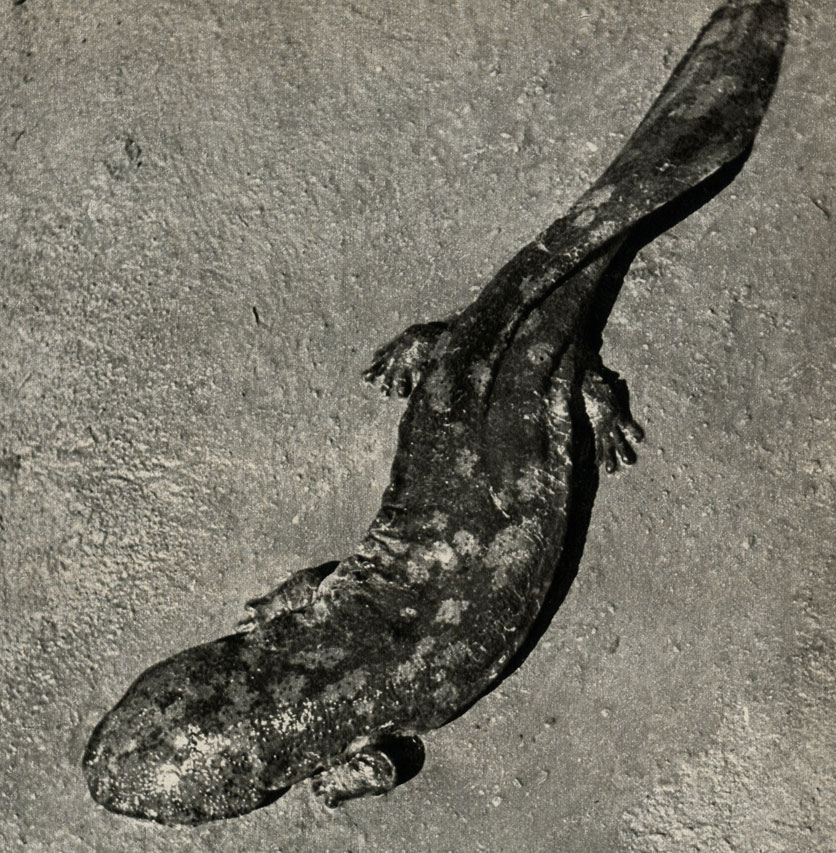   (Megalobatrachus maximus)