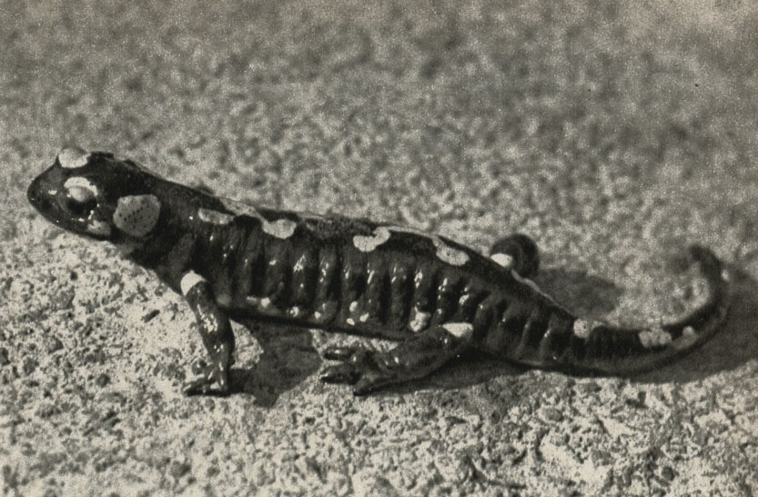 ,  ,  (Salamandra salamandra)