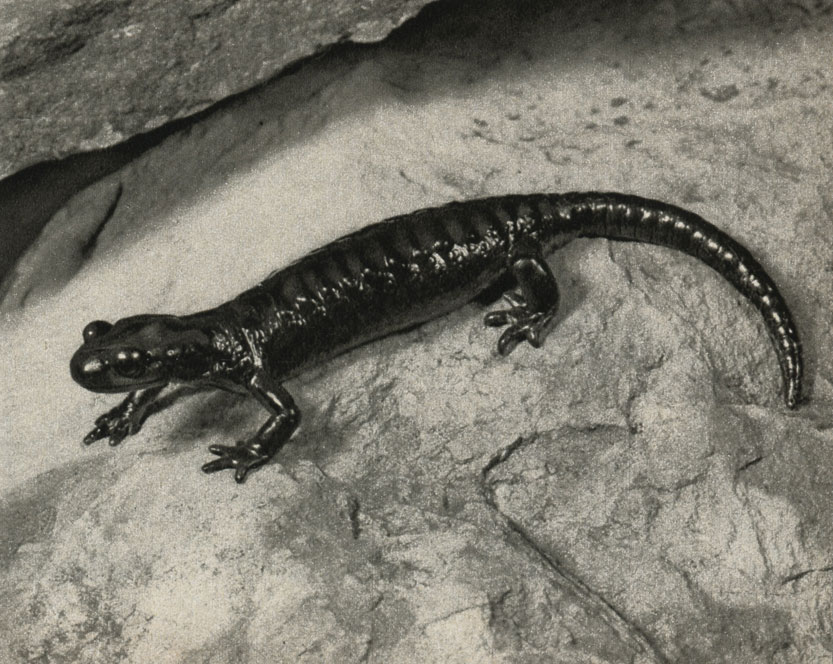 ,  ,  (Salamandra atra)