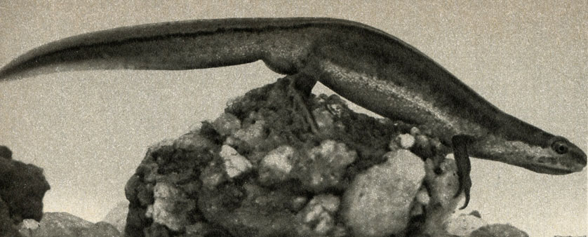    (Triturus vulgaris)