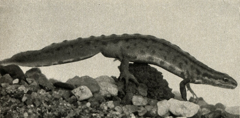    (Triturus vulgaris)