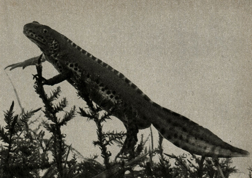    (Triturus alpestris)