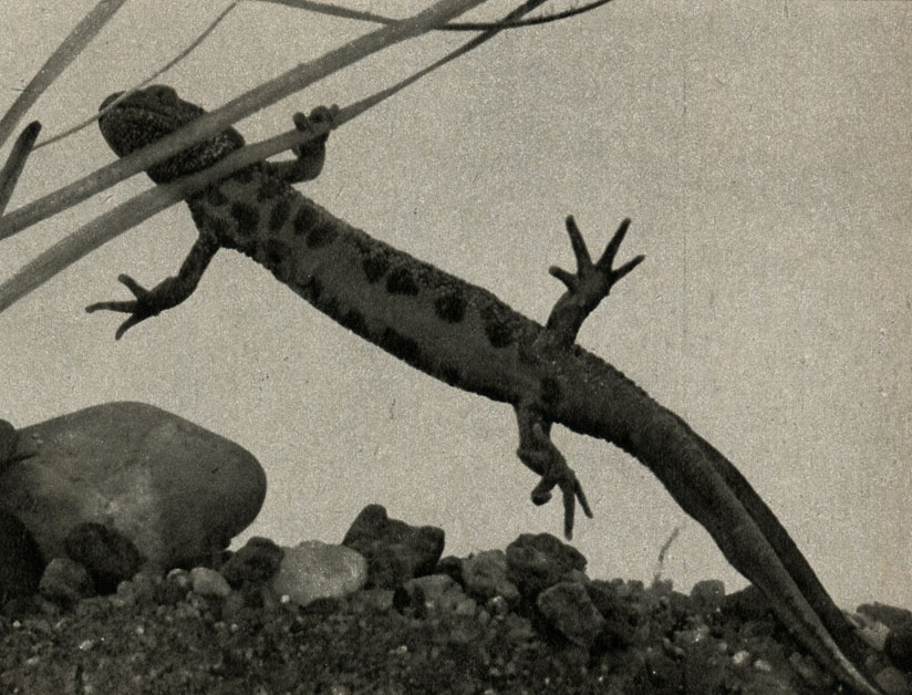   (Triturus cristatus)