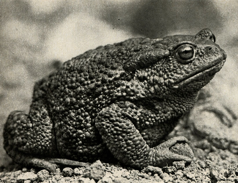 ,  ,  (Bufo bufo)