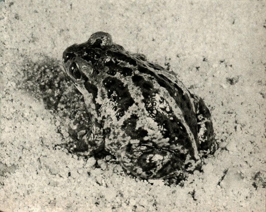   (Pelobates fuscus)