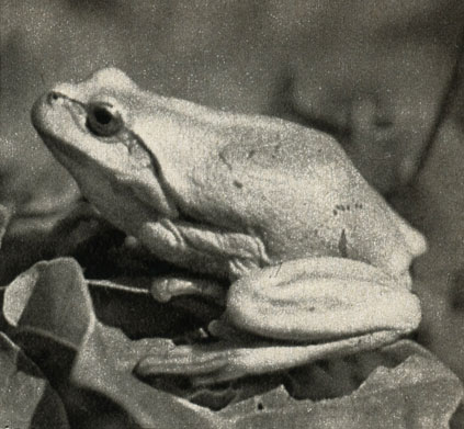   (la arbor)