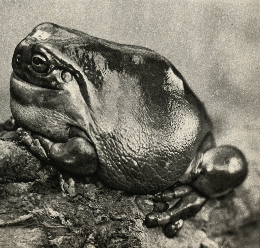    (la coerulea)