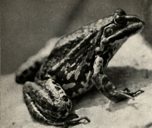   (Rana esculenta)