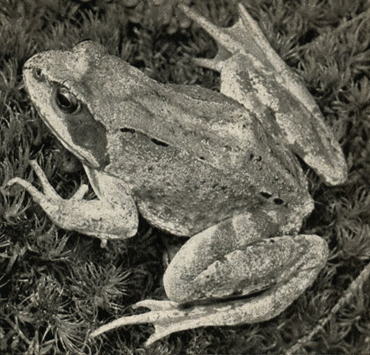   (Rana temporaria)