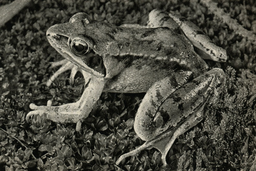   (Rana dalmatina)