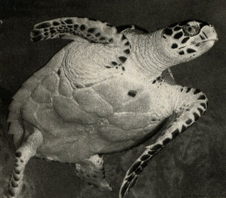   (Eretmochelys imbricata)