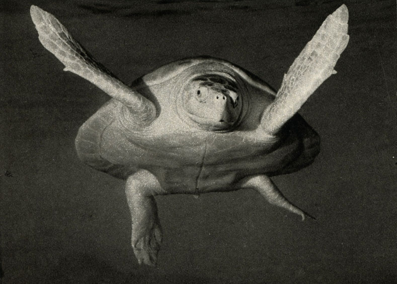 ,  ,  (Chelonia mydas)