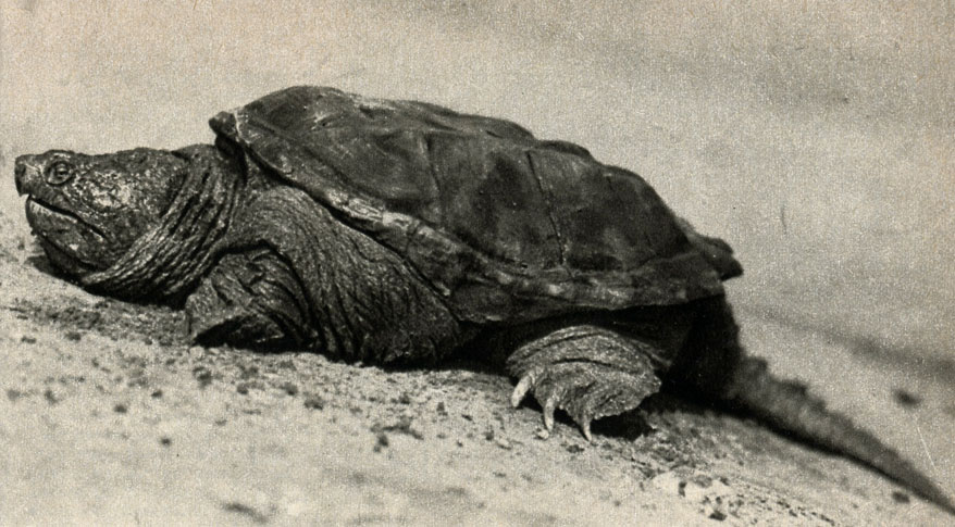   (Chelydra serpentina)
