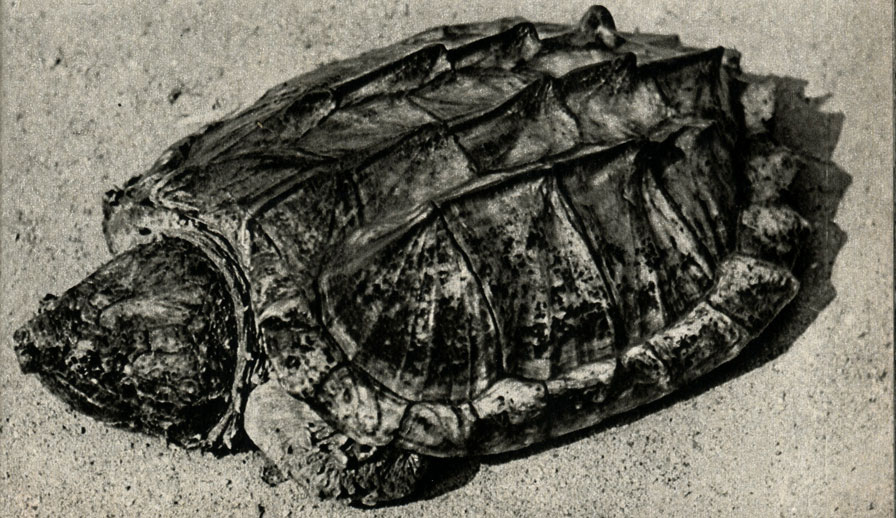   (Macroclemys temminckii)
