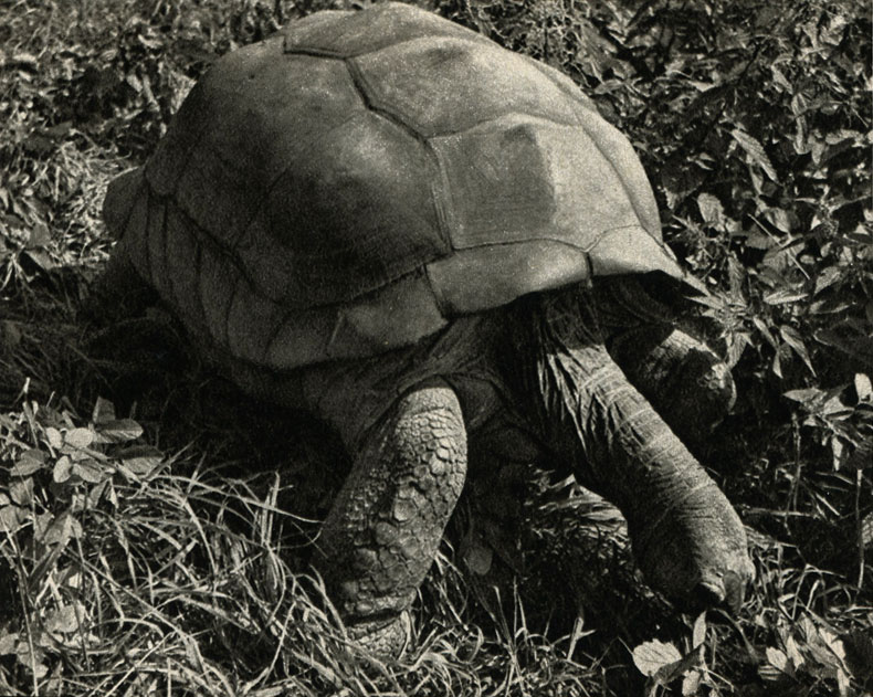   (Testudo gigantea)   