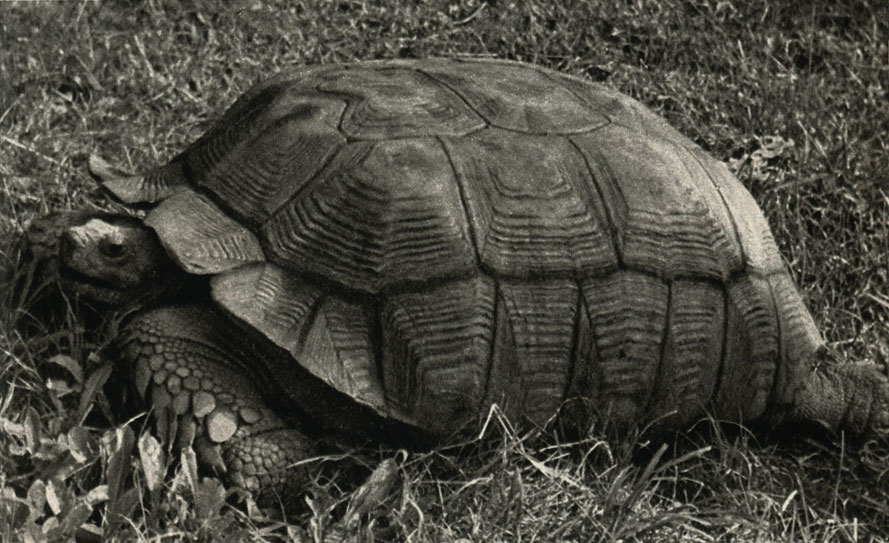    (Testudo sulcata)