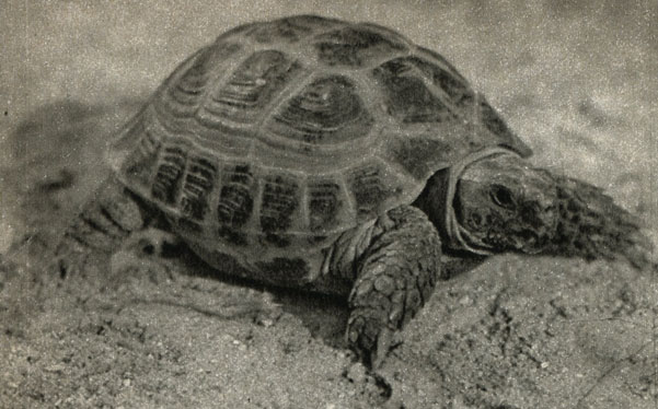    (Testudo carbonaria)